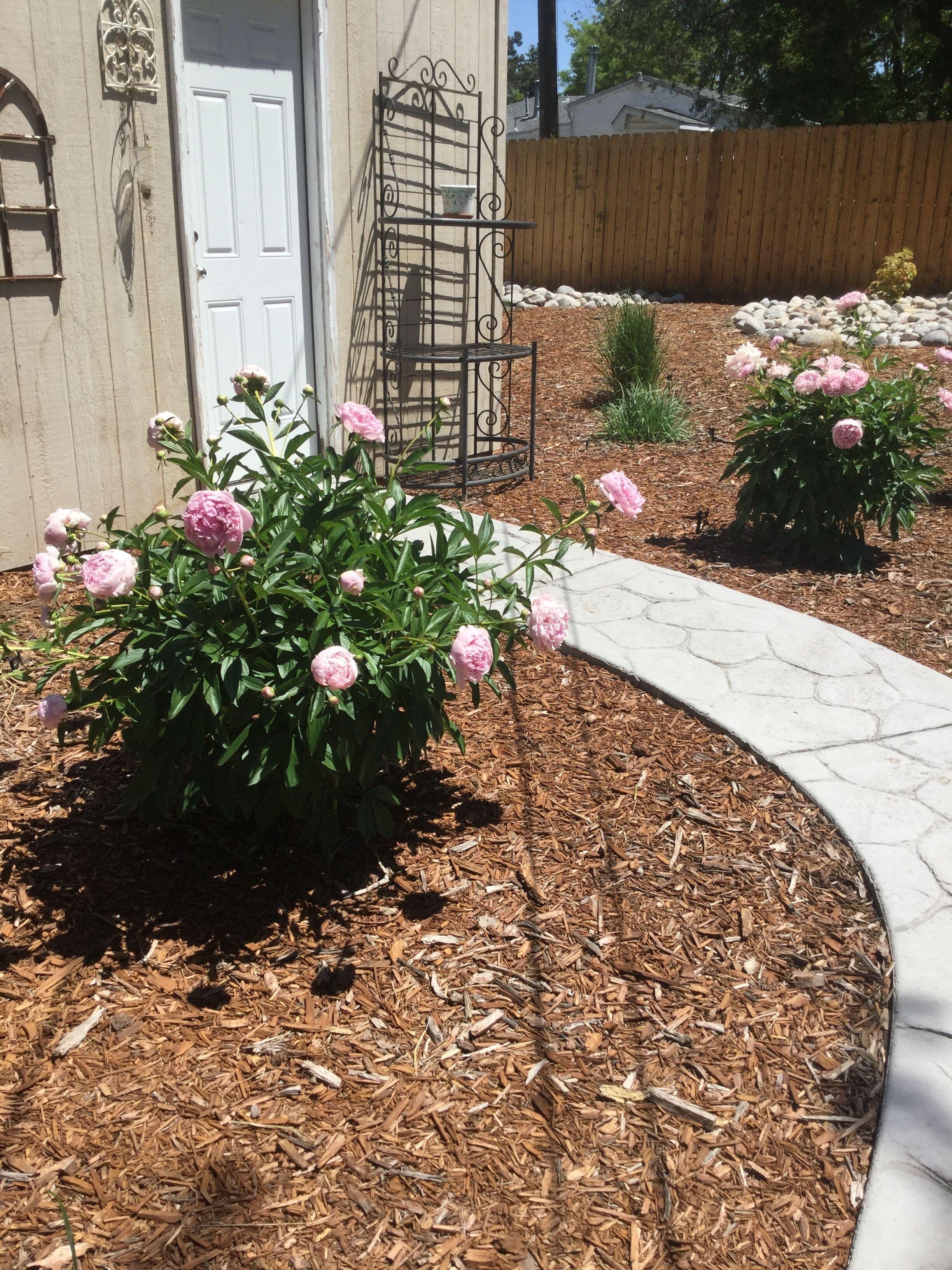 Un jardin avec des fleurs roses, un banc en métal et une porte blanche.