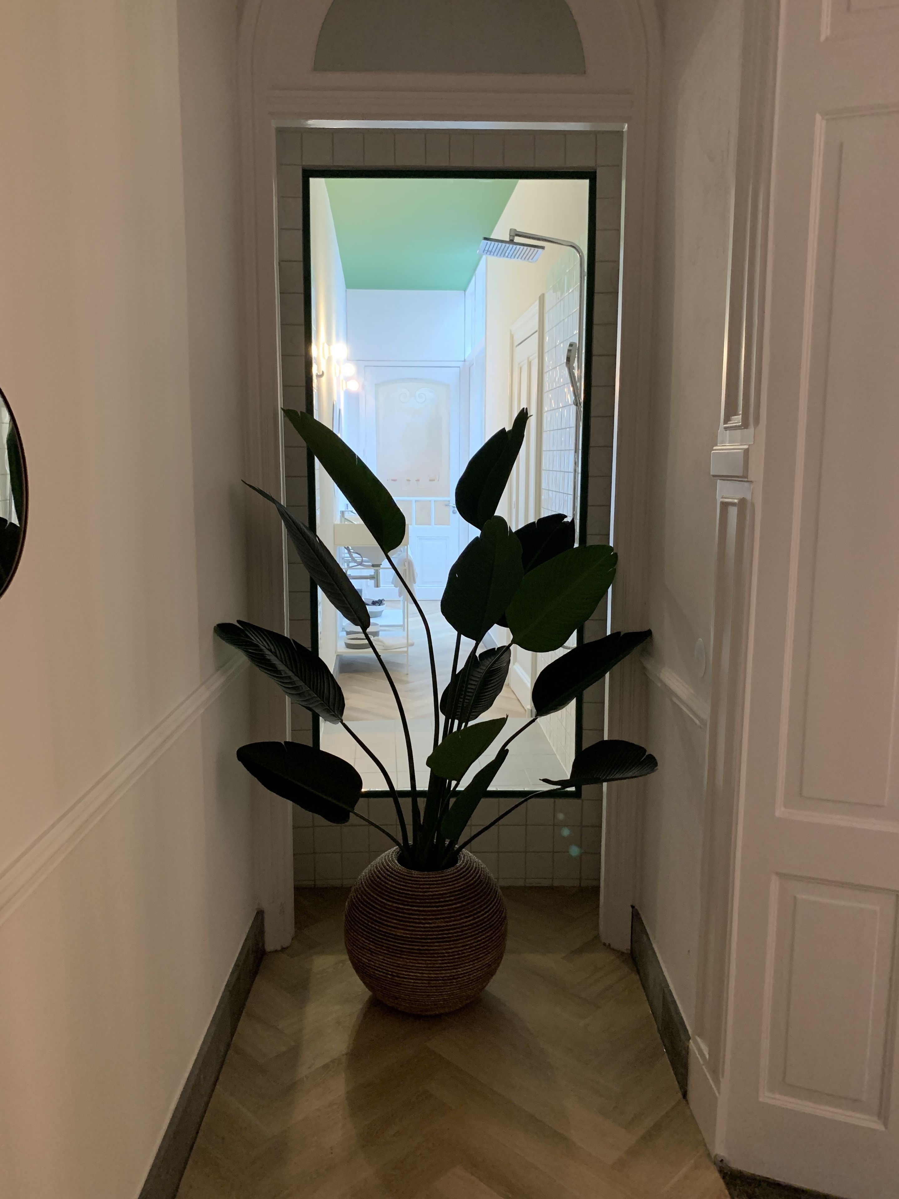 Un pasillo con una planta grande en maceta, paredes blancas y una puerta que da a una habitación luminosa.