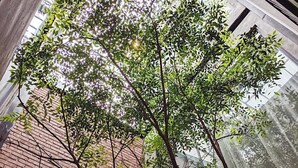 A tree with green leaves in front of a building with large windows. - The Gatsby Apartment (Tainan)