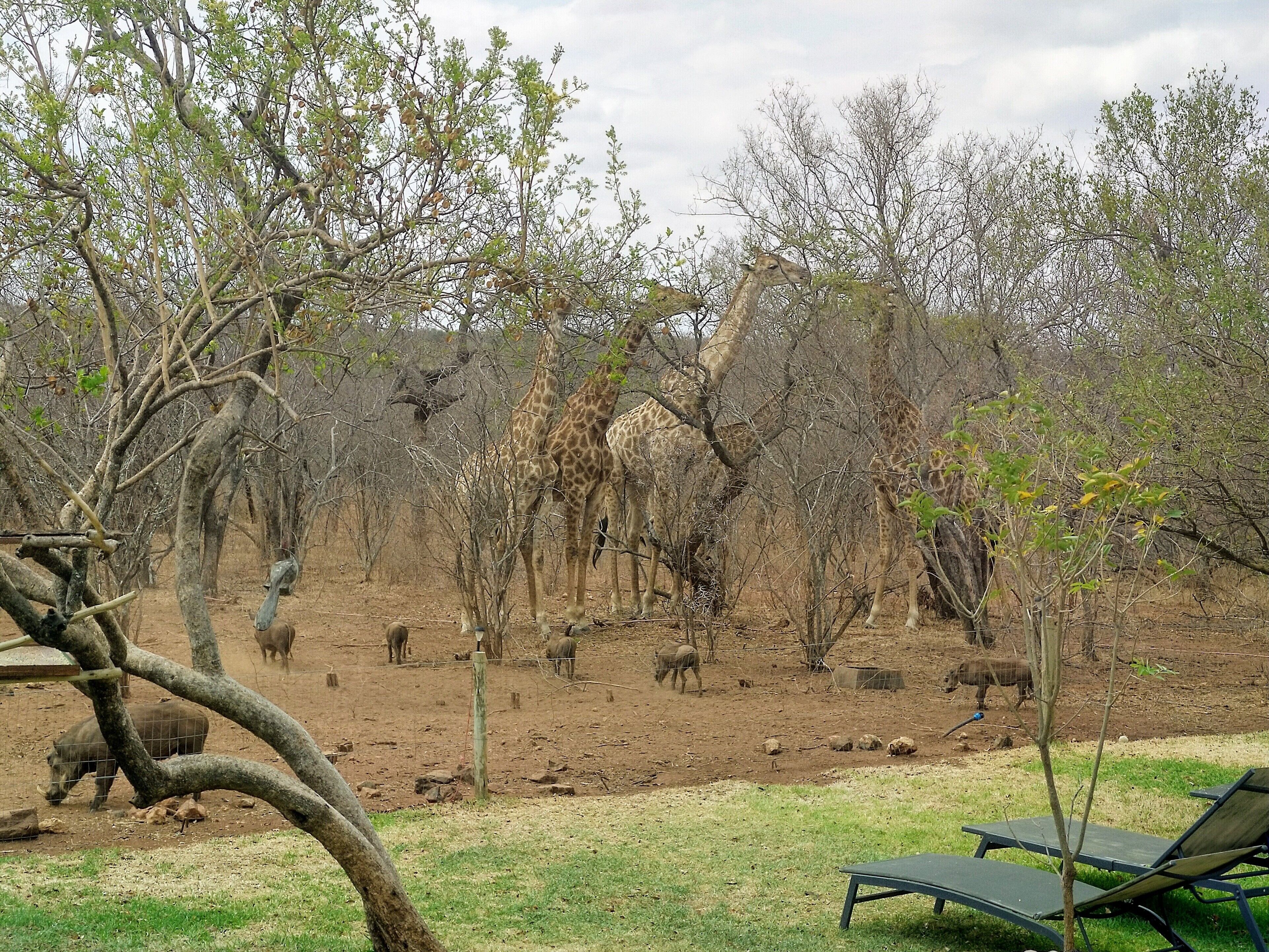 A naturalistic enclosure with giraffes and rhinos, surrounded by trees and a grassy area.
