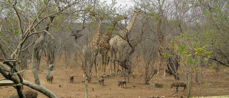 A naturalistic enclosure with giraffes and rhinos, surrounded by trees and a grassy area.