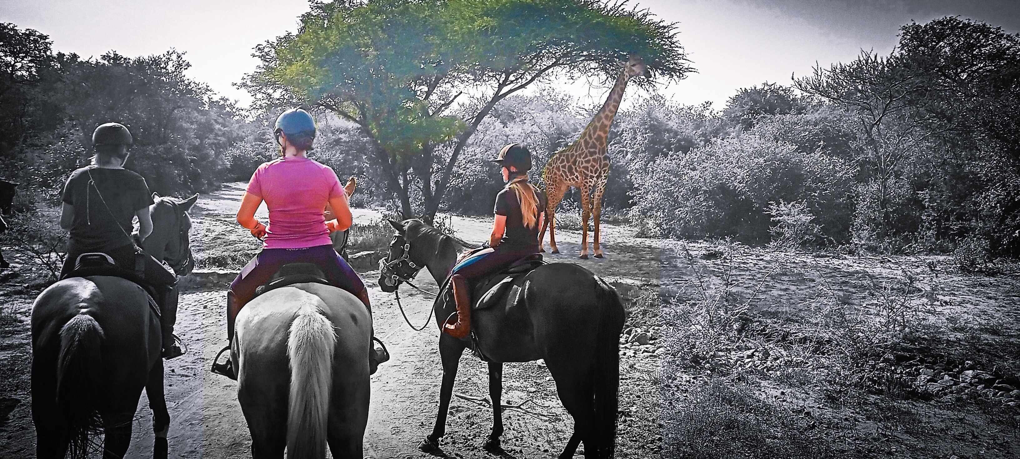 Three people riding horses in a natural setting with trees and a giraffe in the background.