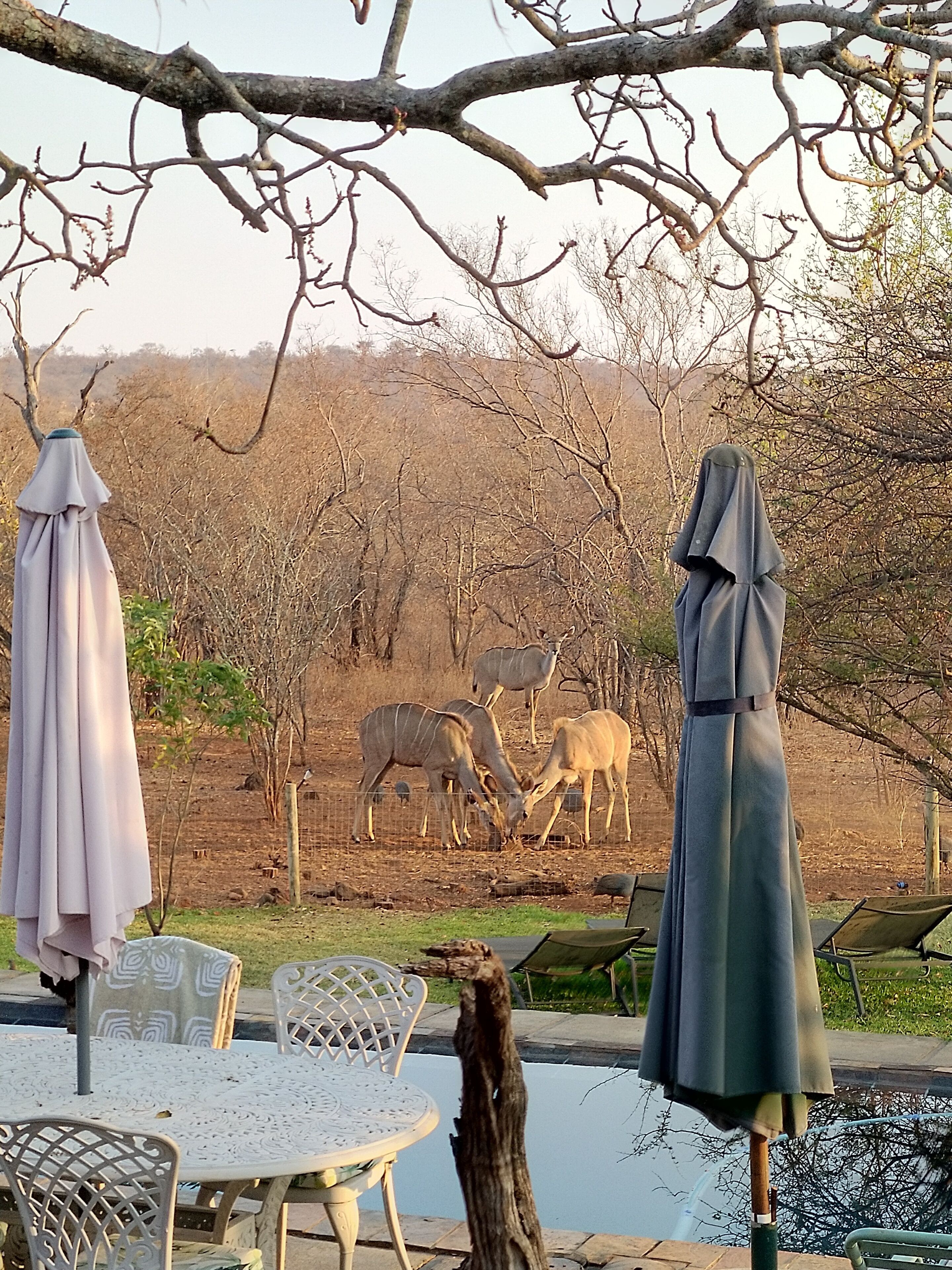 A pool area with outdoor seating, a statue, and a view of animals in the background.
