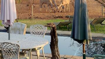 A pool area with outdoor seating, a statue, and a view of animals in the background.