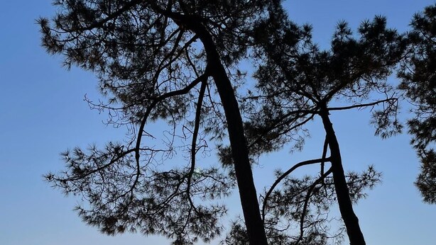 Une scène de plage avec deux arbres imposants et le soleil se couchant sur l’océan.