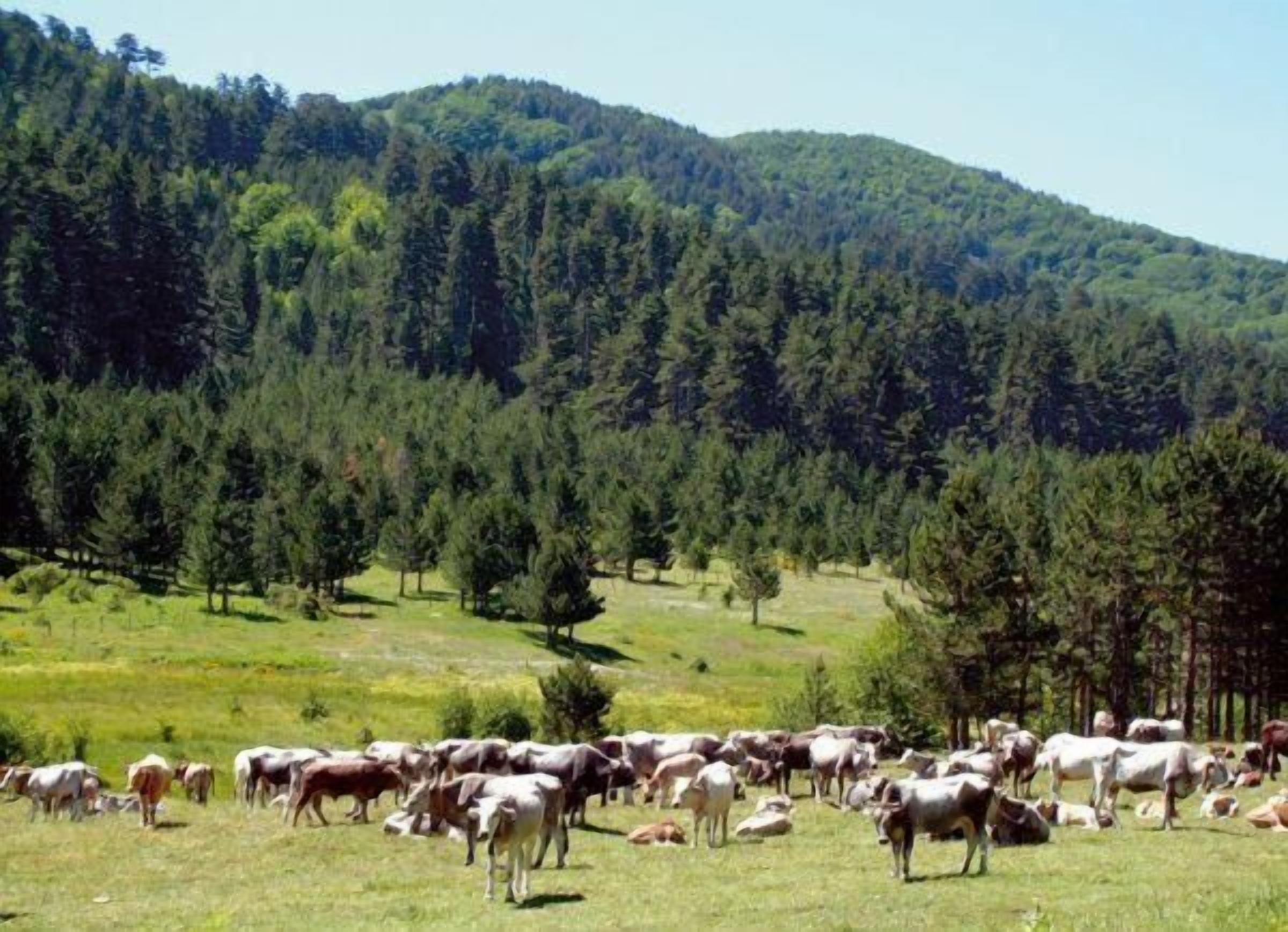 A herd of cattle grazing in a grassy field with a forested mountain in the background.