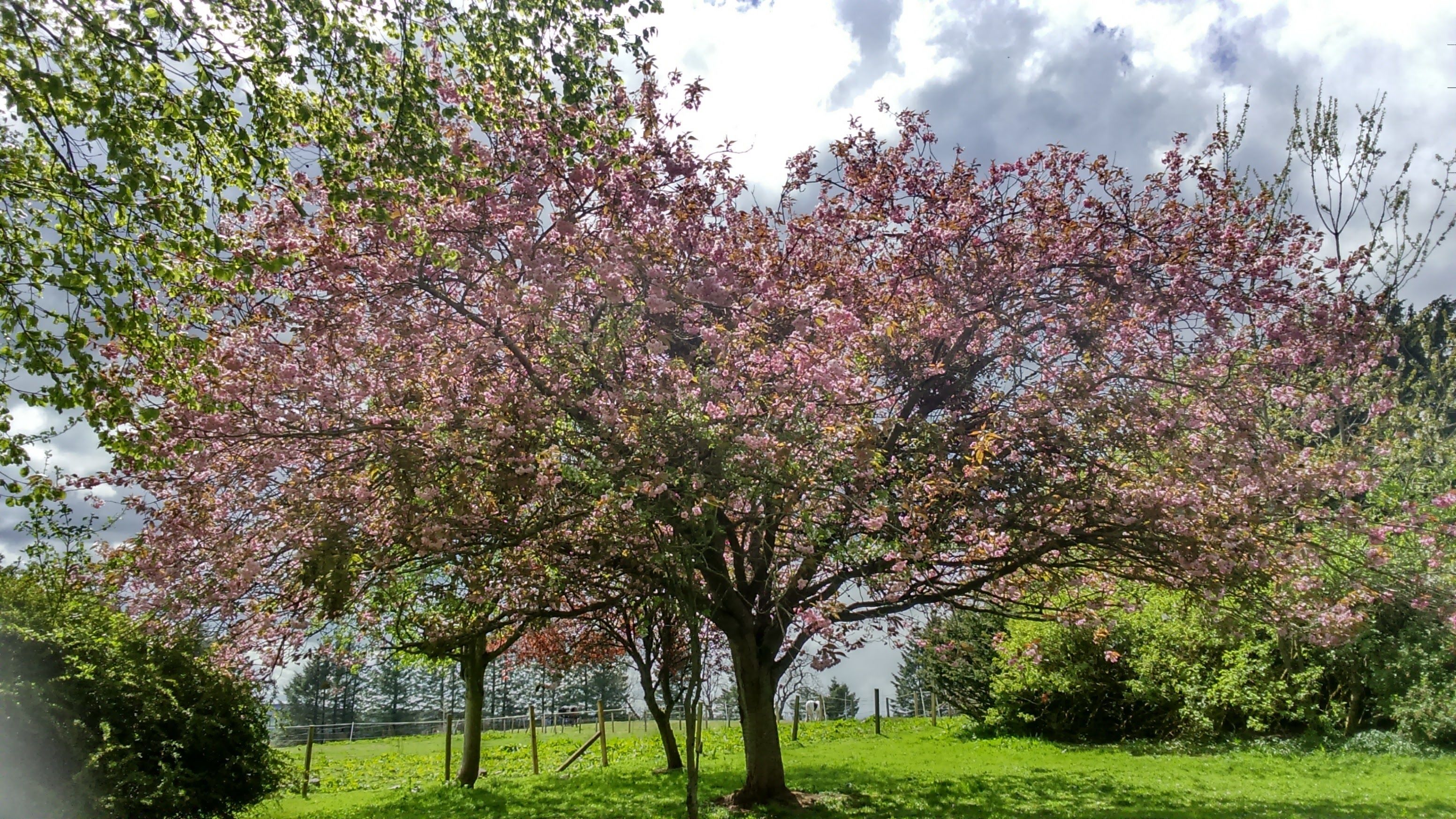 Foto - Disblair House