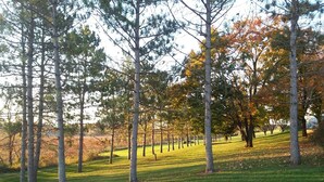 A park with a grassy area and tall trees.
