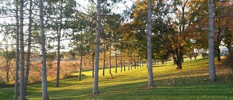 A park with a grassy area and tall trees.