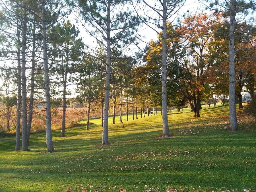 A park with a grassy area and tall trees.