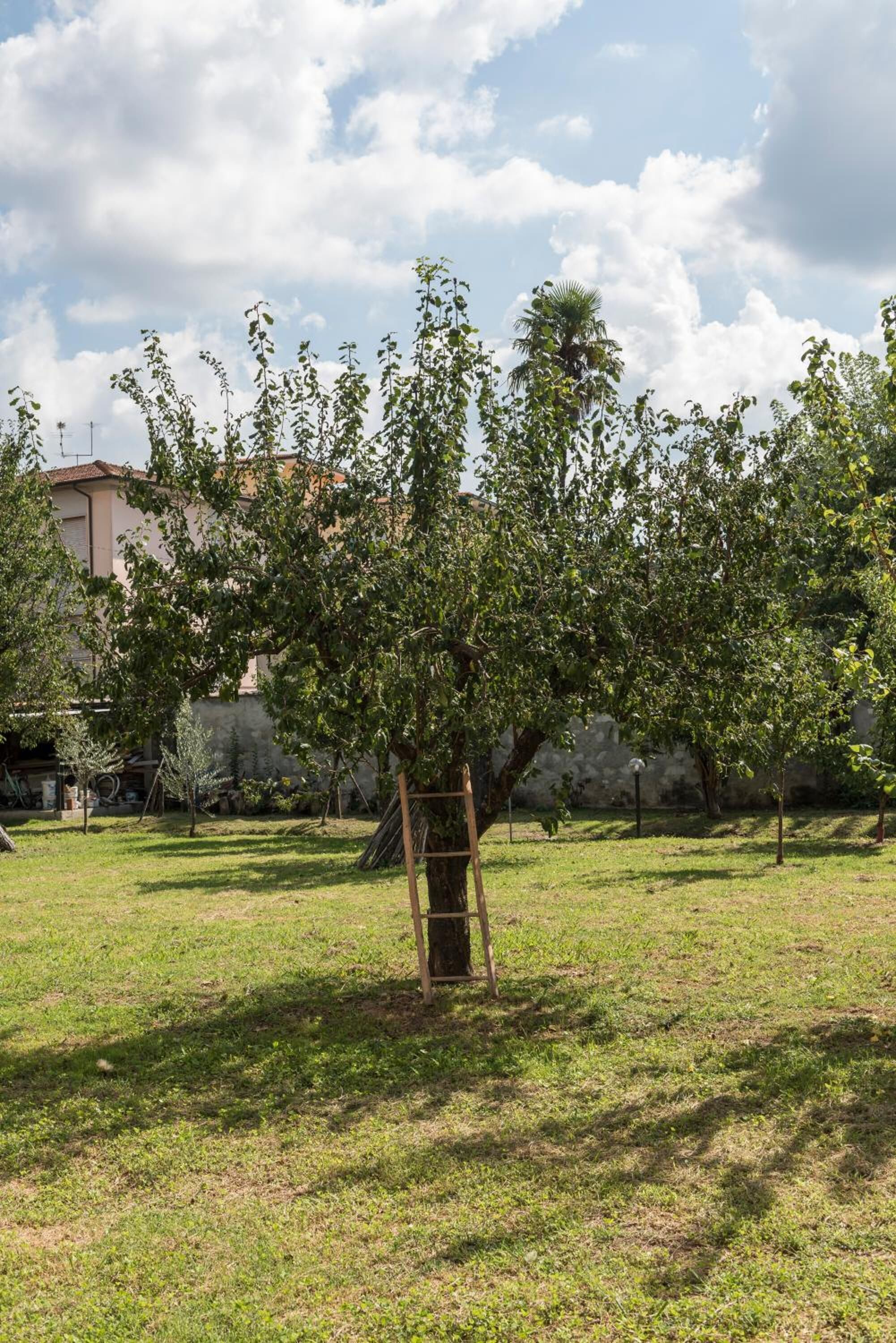 A tree with a wooden ladder leaning against it in a grassy area with a building in the background.