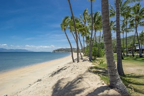 A beach with palm trees and a clear sky. - Pure Magnetic Villa 8 (Nelly Bay)