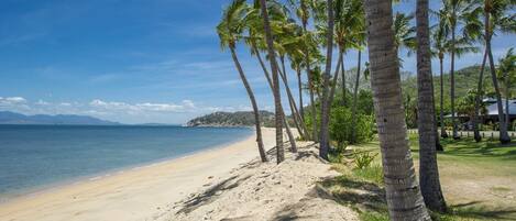 A beach with palm trees and a clear sky.