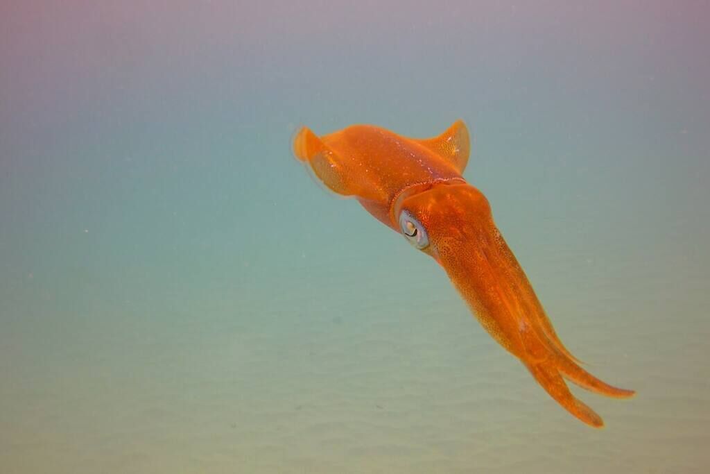 A single orange fish swimming in clear water.
