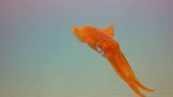 A single orange fish swimming in clear water.