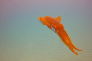 Een enkele oranje vis zwemt in helder water.