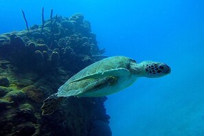Een zeeschildpad die zwemt nabij een rotsachtig onderwaterlandschap.