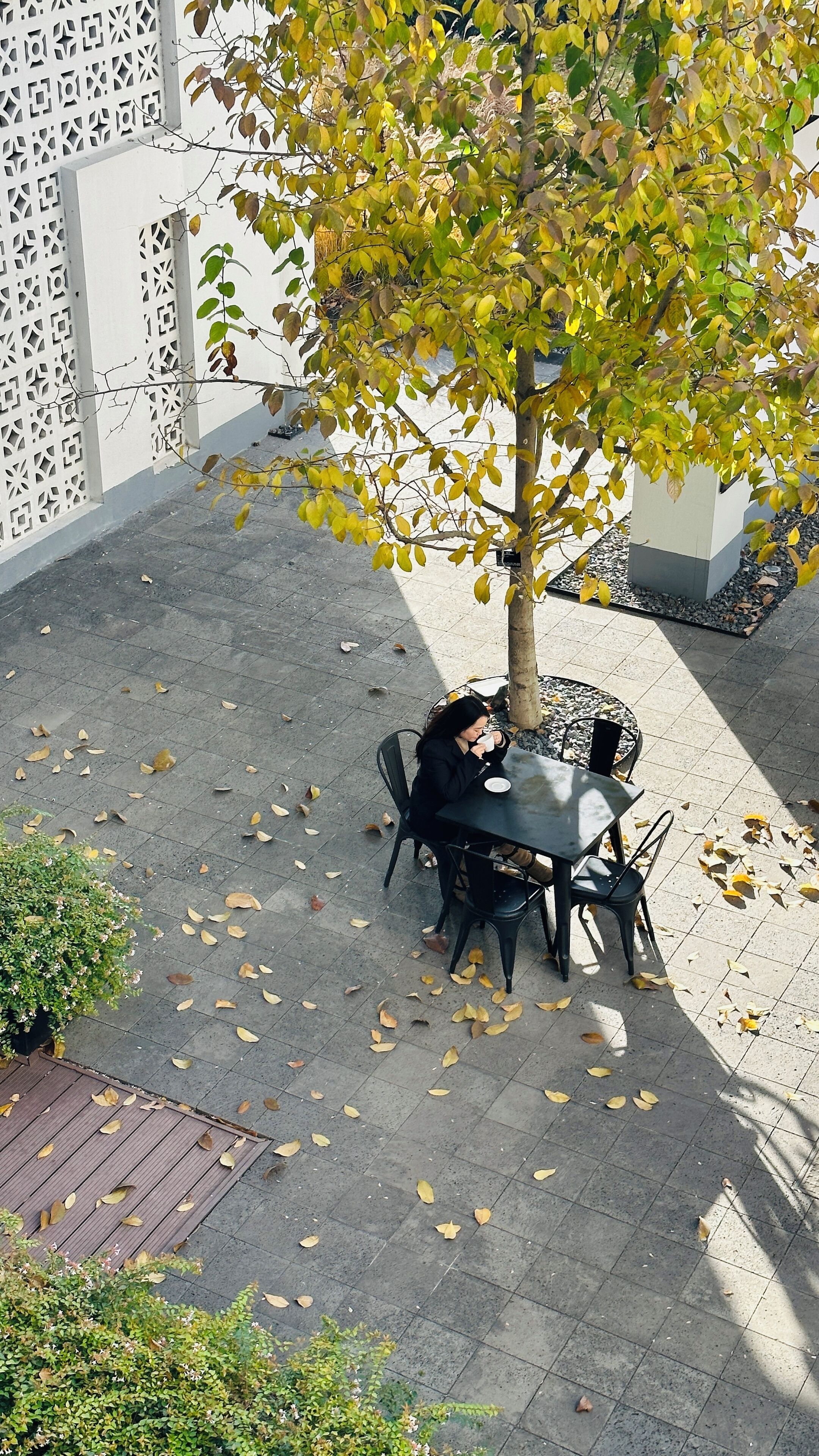 An outdoor seating area with a table and chairs, surrounded by a tree and a decorative fence.
