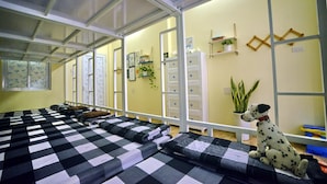 A room with two beds, a Dalmatian dog, and a potted plant. - Quy Nhon Homestay BnB (Quy Nhon Nam)