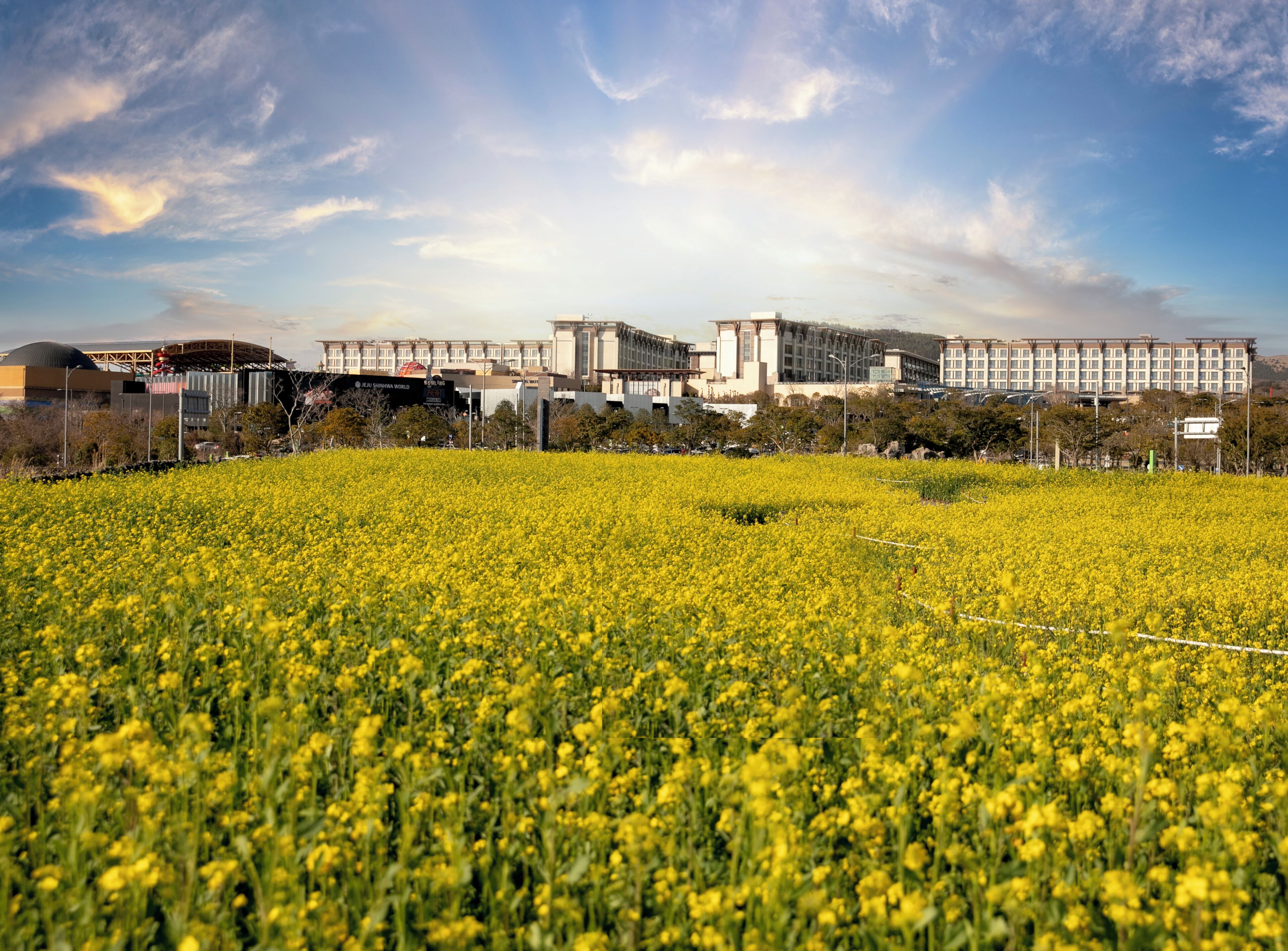 A field of yellow flowers with a building in the background.