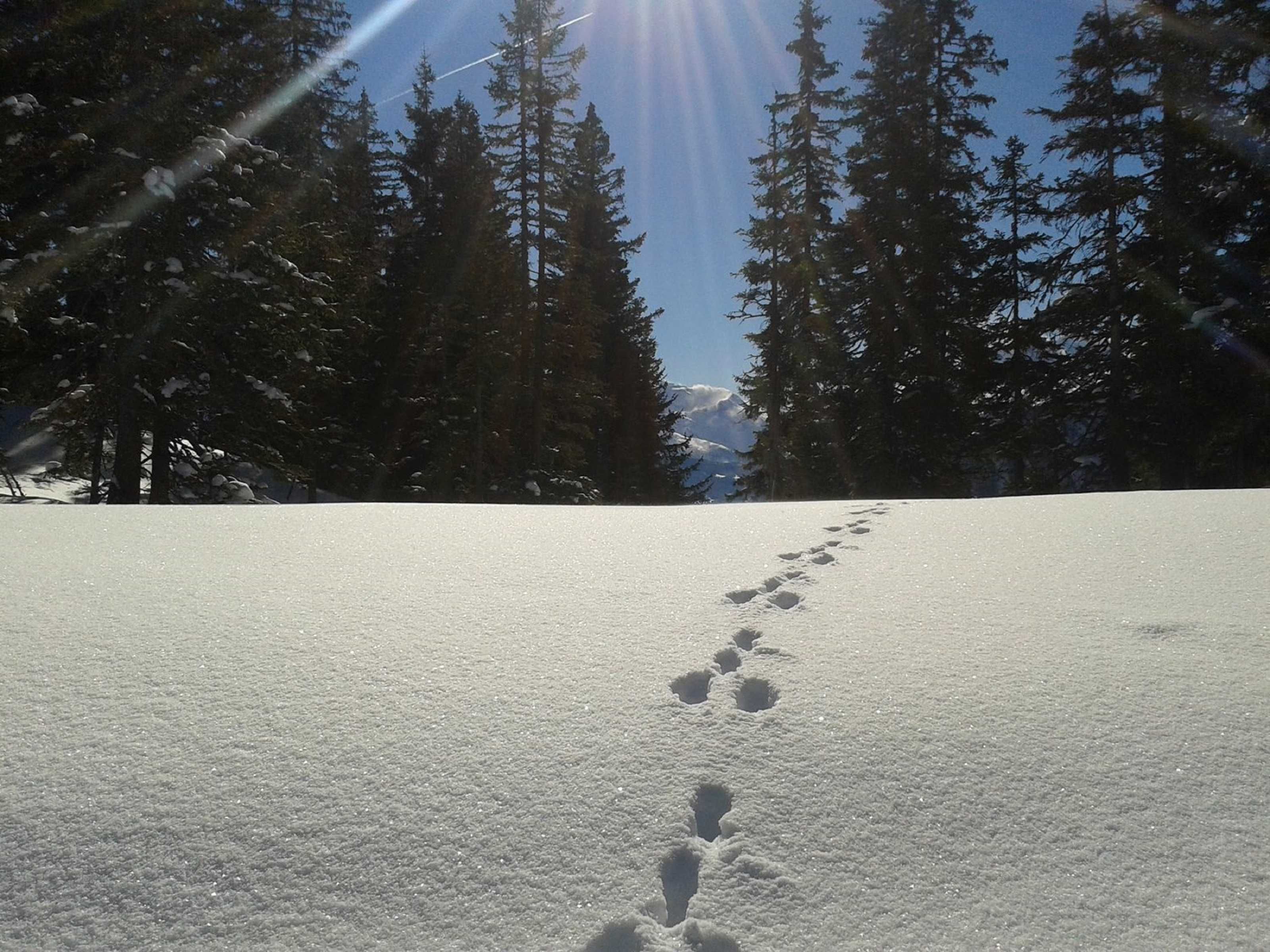 A snowy landscape with a clear sky, trees, and a trail.
