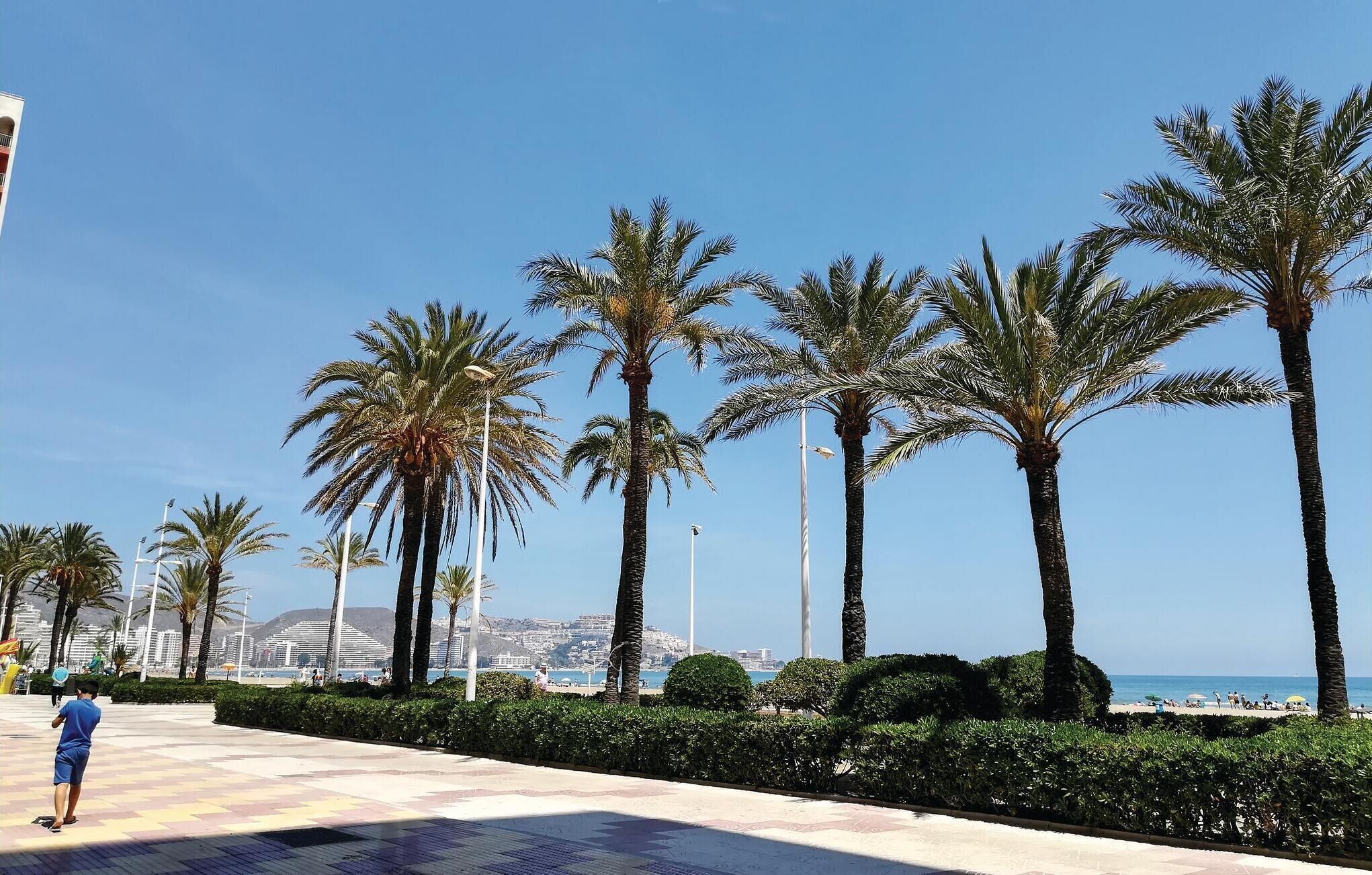 Un paseo bordeado por palmeras, cielo despejado y una vista distante del mar y edificios.