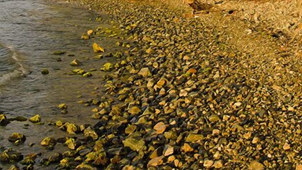 Ein Strand mit Palmen und einer felsigen Küste.