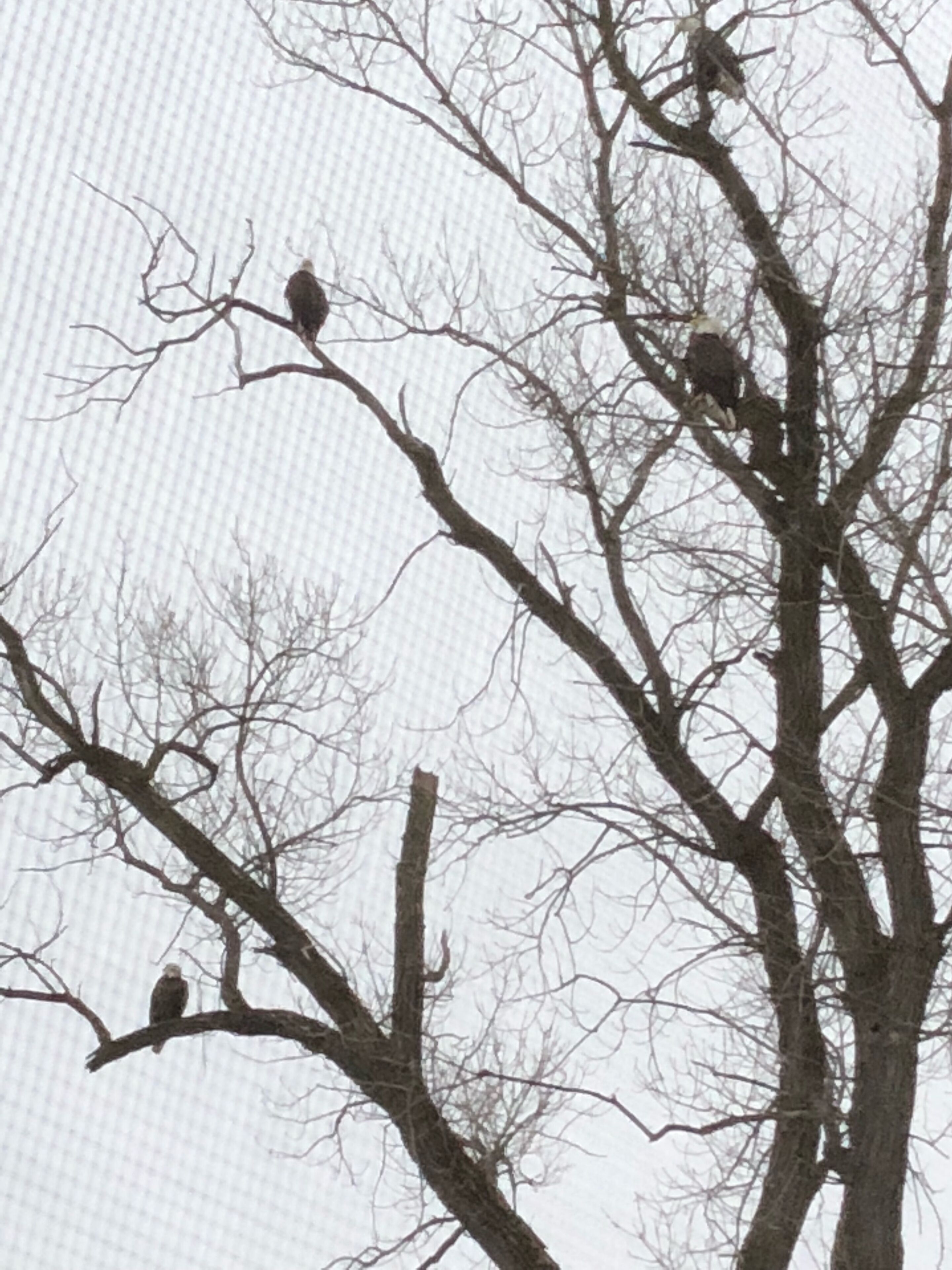A tree with several birds perched on its branches.