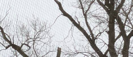A tree with several birds perched on its branches.