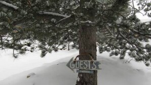 A sign on a tree in a snowy area with the word "GUESTS" visible. - Nederland Dual Level Apartment, Full Kitchen, No Cleaning Fee, Private! (Nederland)