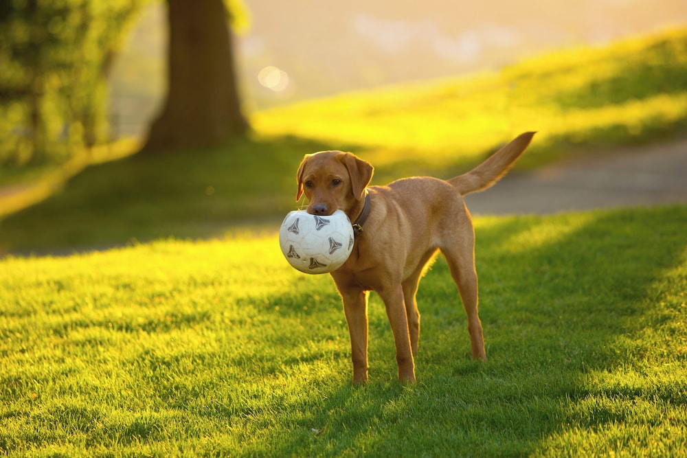 PLUMBOHMS EchtHarz Hotel/Ferienwohnungen by null