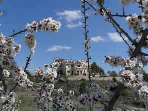 A large, multi-story building with a stone facade, surrounded by blooming white flowers.