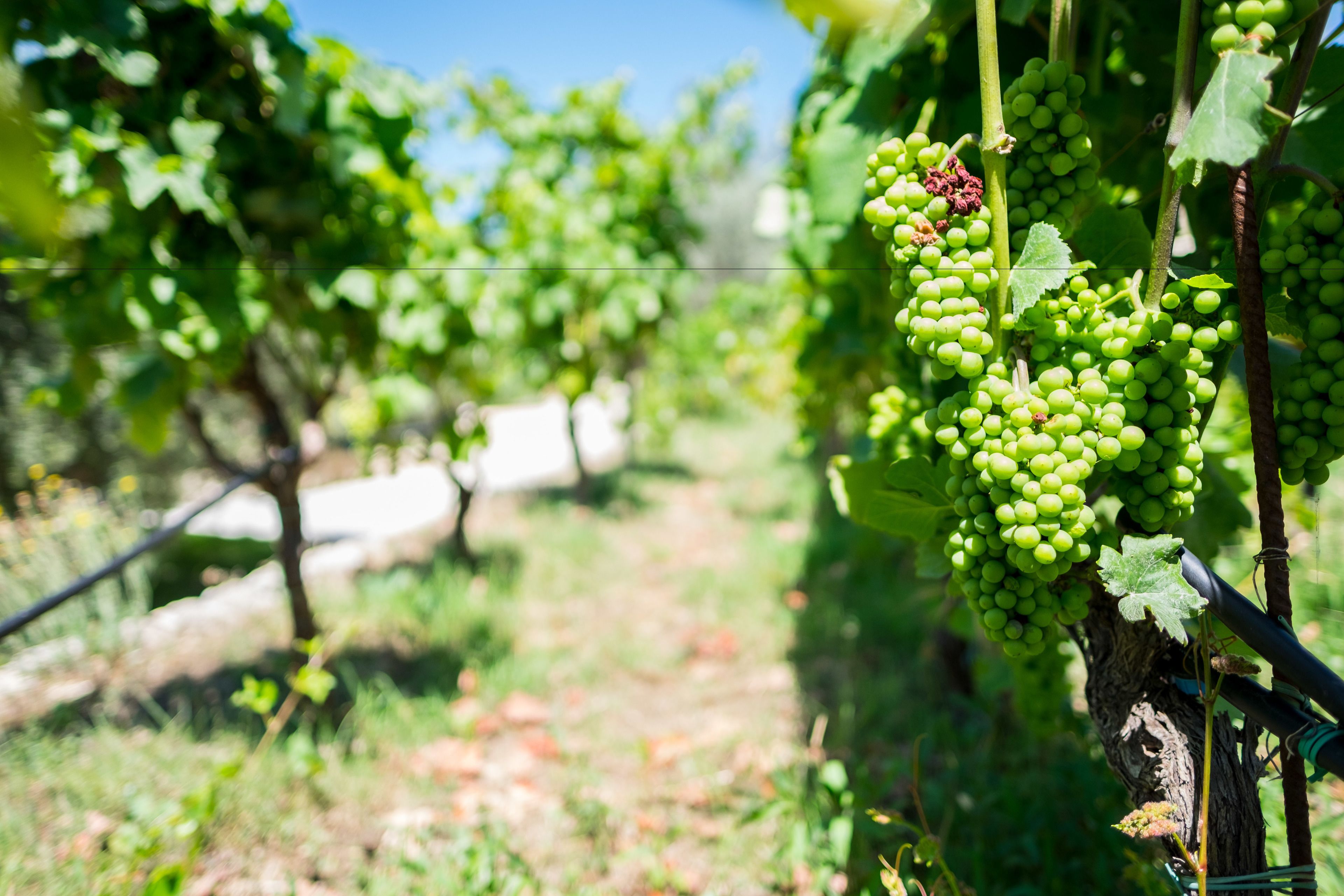 A vineyard with rows of grapevines and clusters of green grapes.