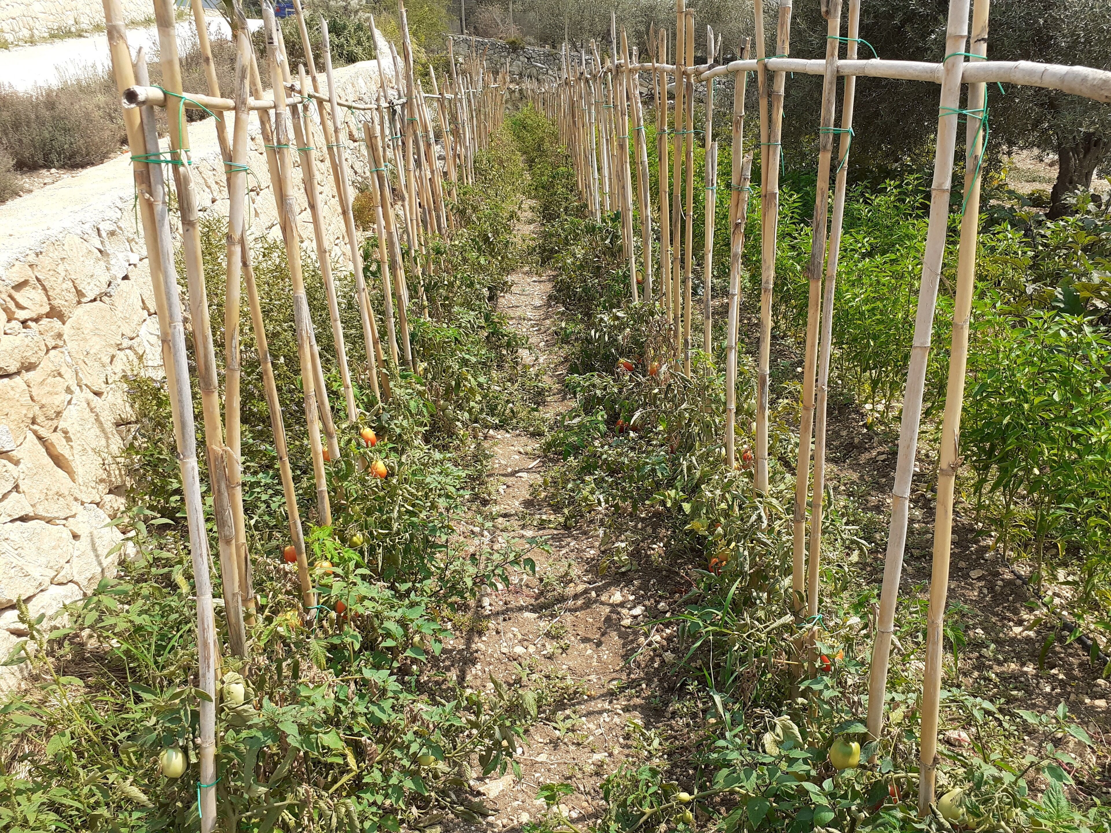 Un jardín con plantas de tomate sujetadas por cañas de bambú.