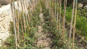 Un jardín con plantas de tomate sujetadas por cañas de bambú.