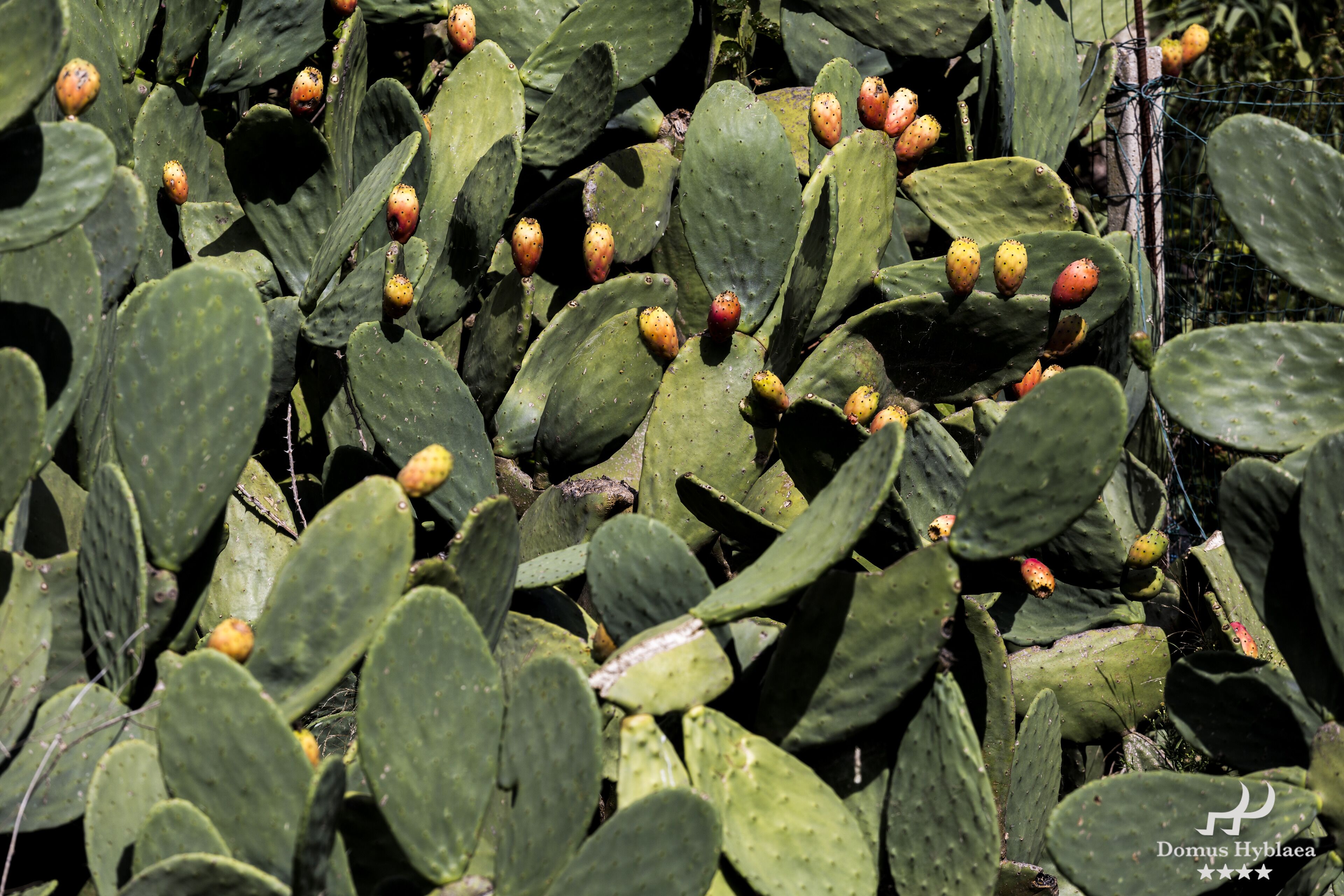 Un grupo denso de cactus verdes con pequeños frutos redondos.