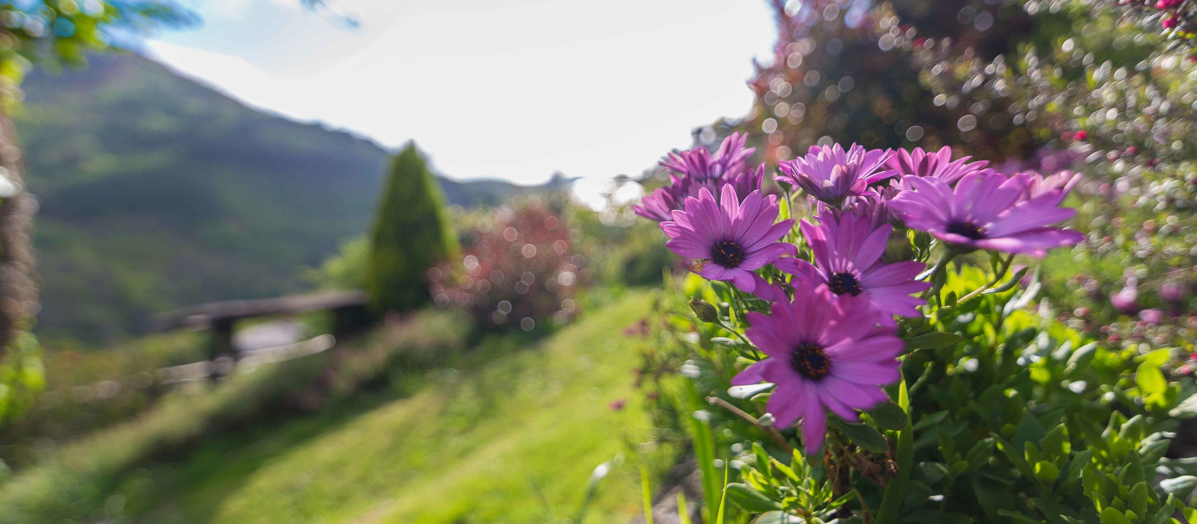 A garden with purple flowers and a wooden fence.