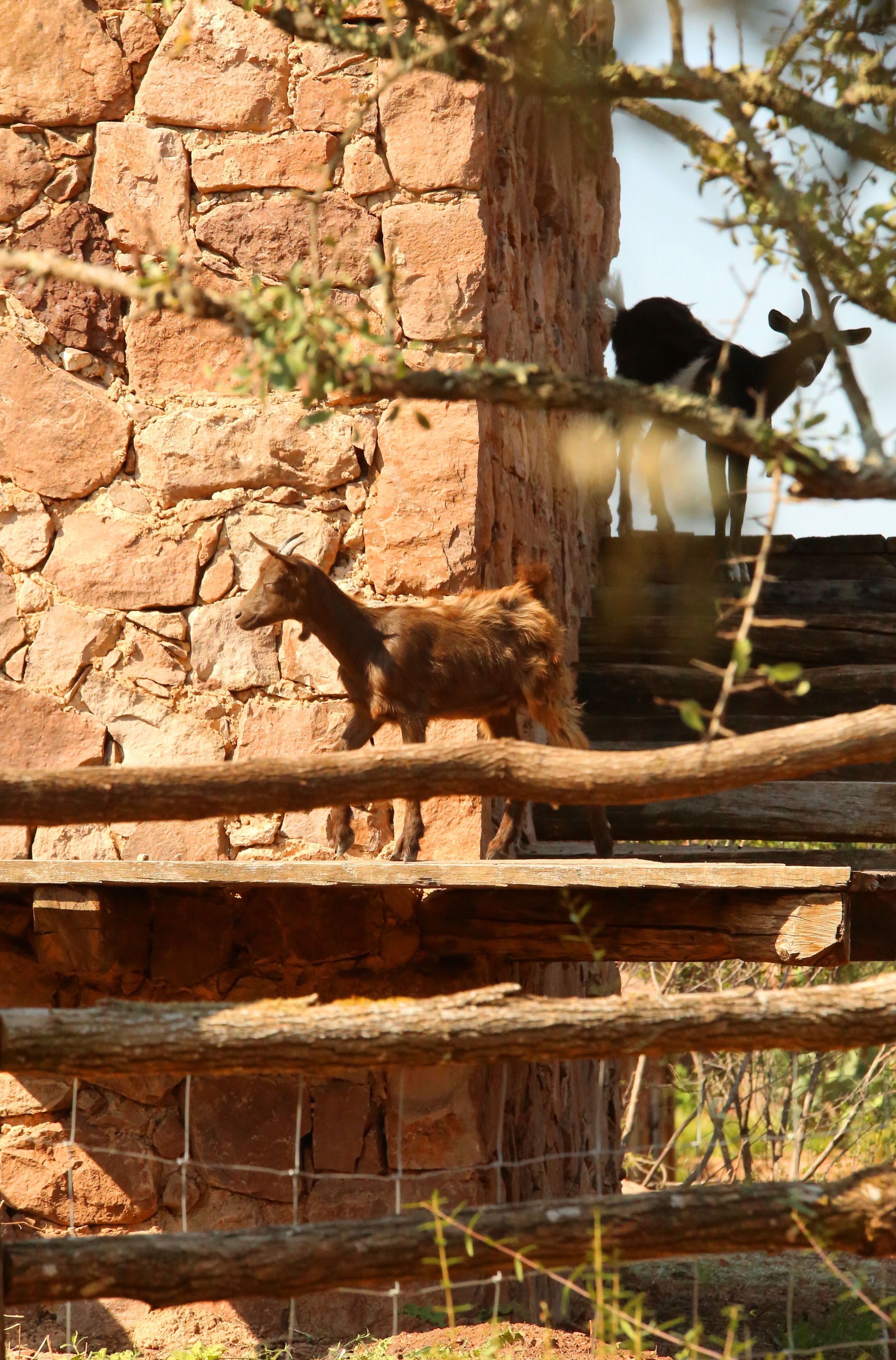 A stone wall with a wooden fence and a tree branch in the foreground.