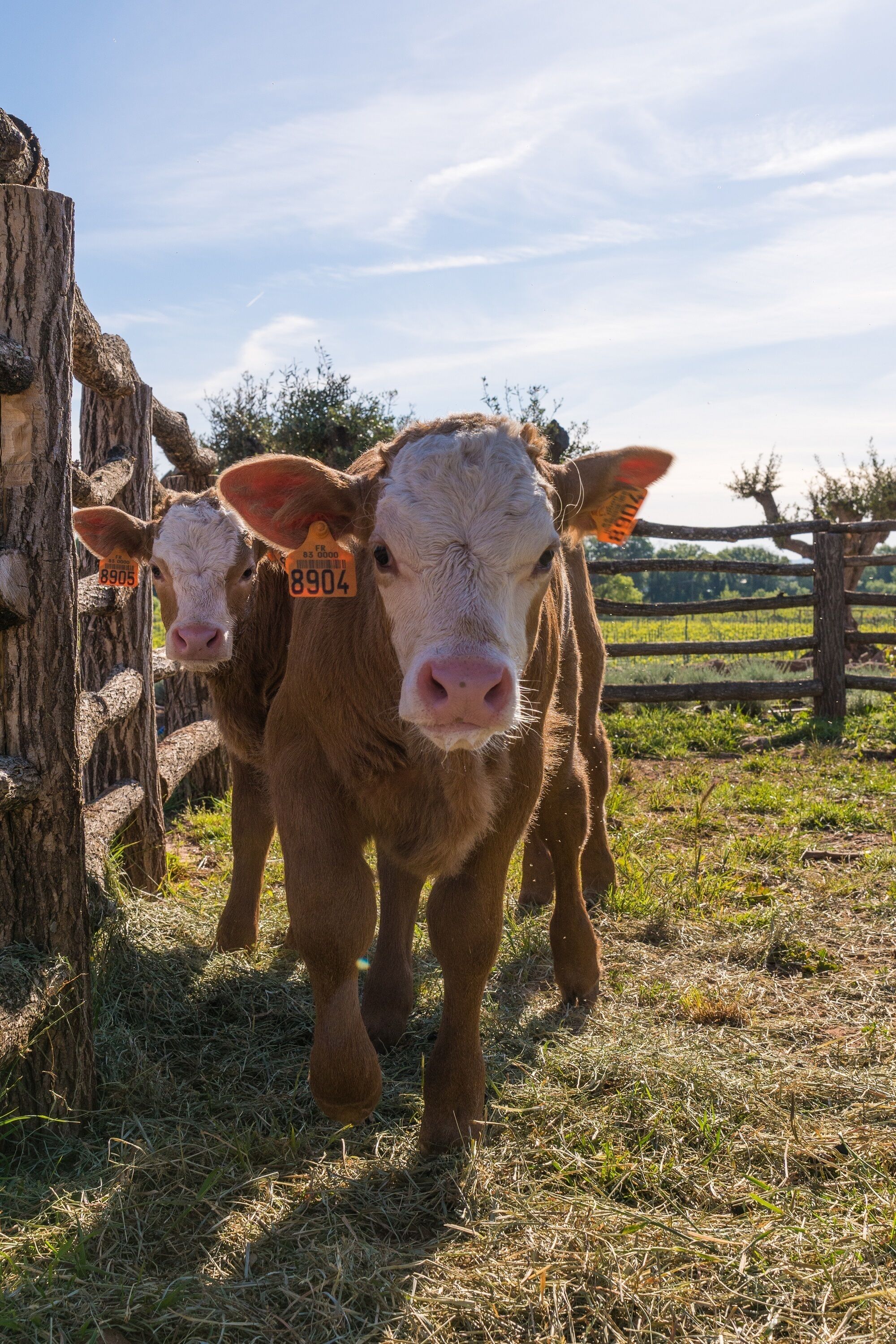 Two cows with ear tags in a fenced pasture with trees and a wooden fence in the background.