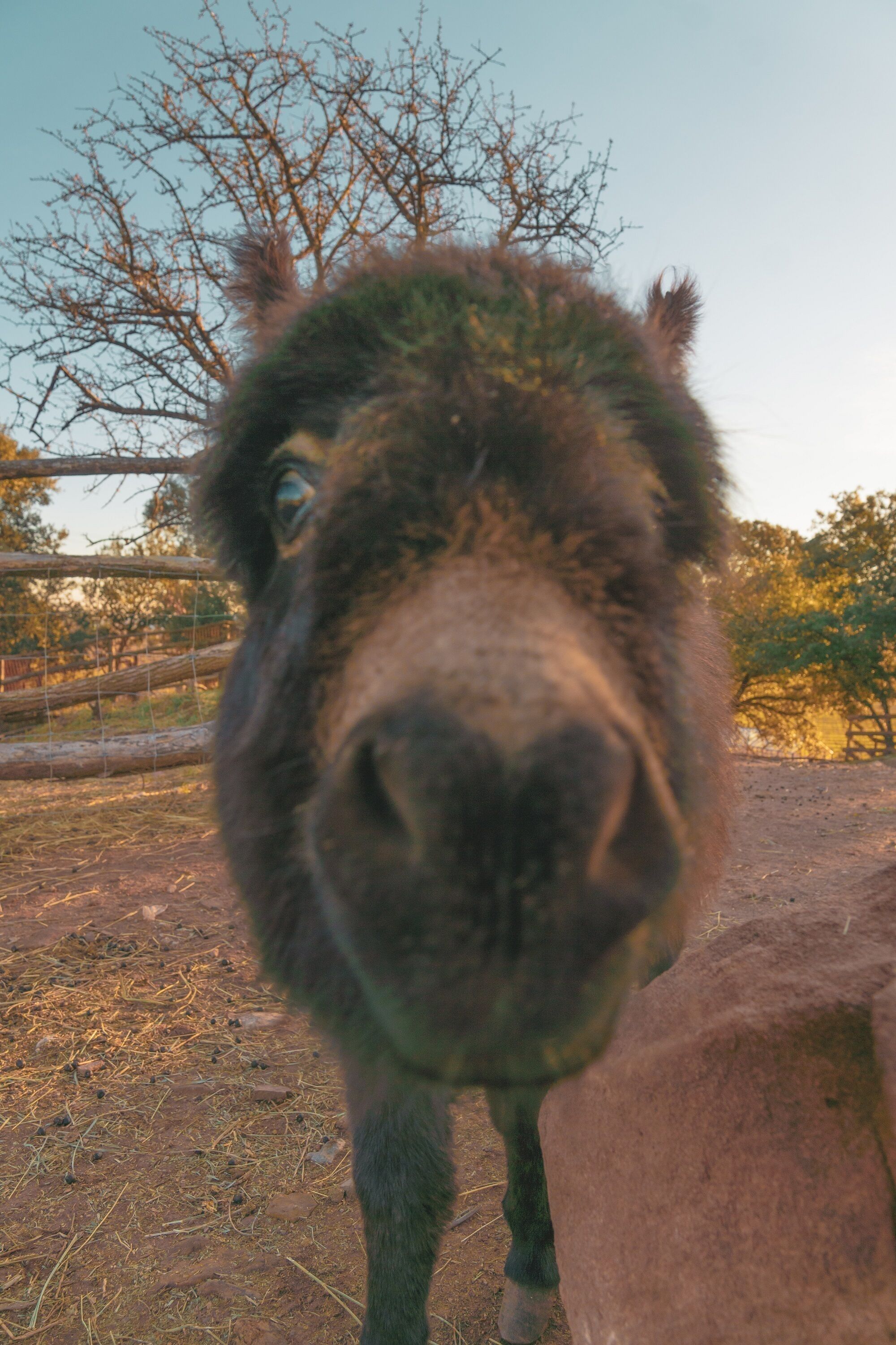 Um close-up do rosto de um burro, com um cercado e árvores ao fundo.