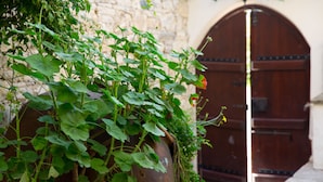 A potted plant with green leaves in front of a wooden door. - Old Olive Mill House by TrulyCyprus (Dhoros)