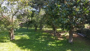 Un jardín con varios árboles y una zona cubierta de césped.