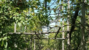 Un sendero atraviesa un jardín con una estructura de pérgola de madera.