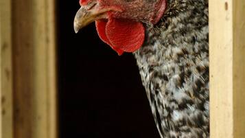 A chicken with a red comb and speckled feathers peeking through a wooden structure.