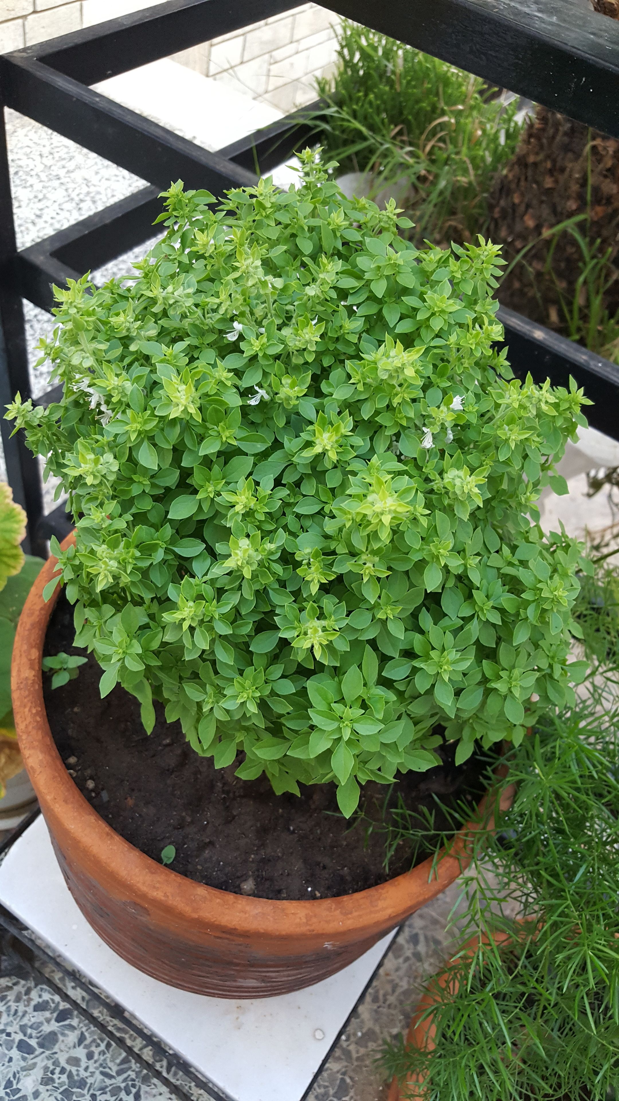 A potted plant with green foliage on a balcony.