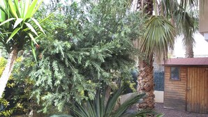 Un jardin avec différentes plantes, un palmier et une structure en bois.