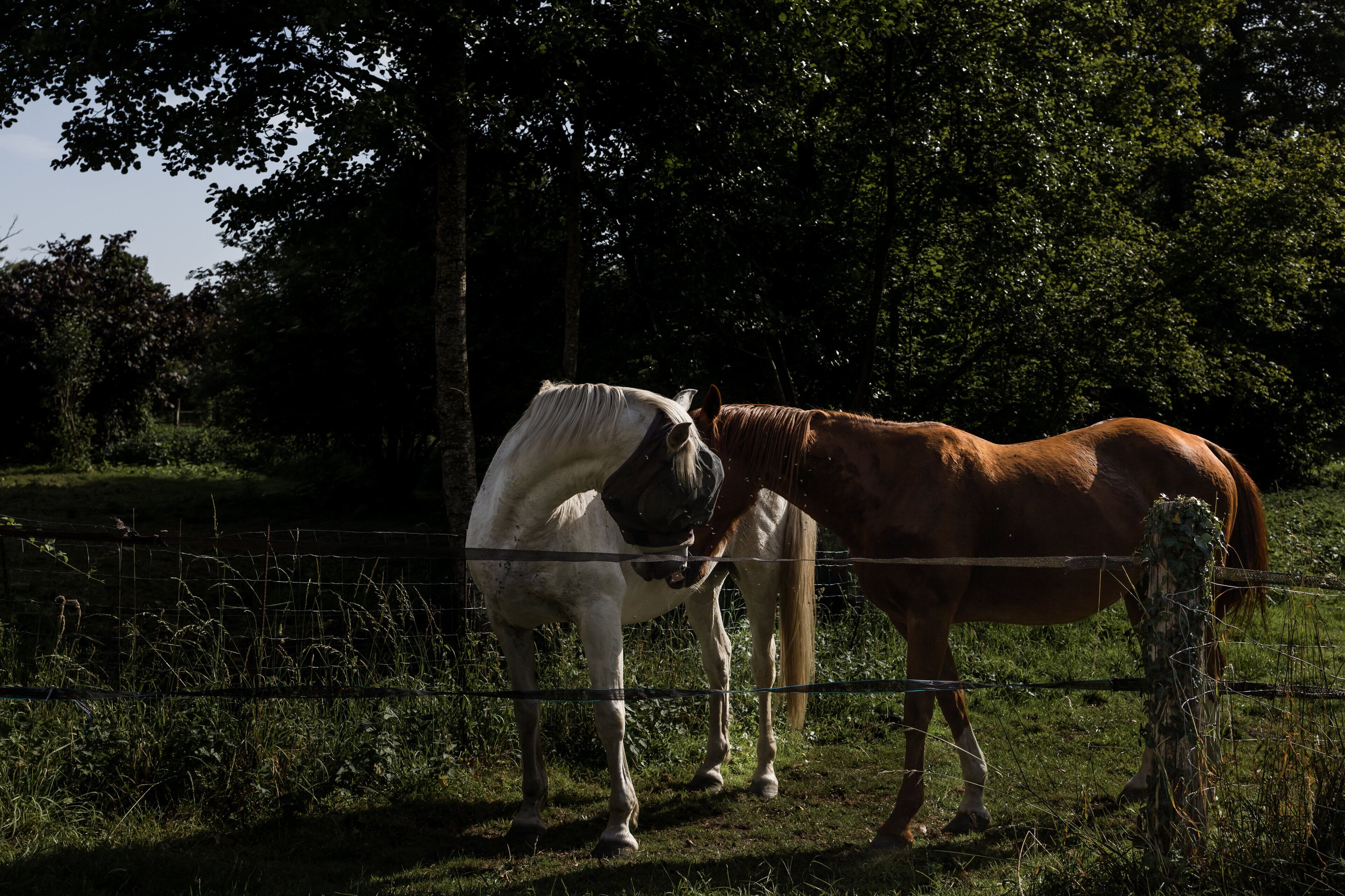 Two horses standing near a wire fence in a grassy area with trees in the background.