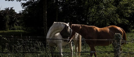 Two horses standing near a wire fence in a grassy area with trees in the background.