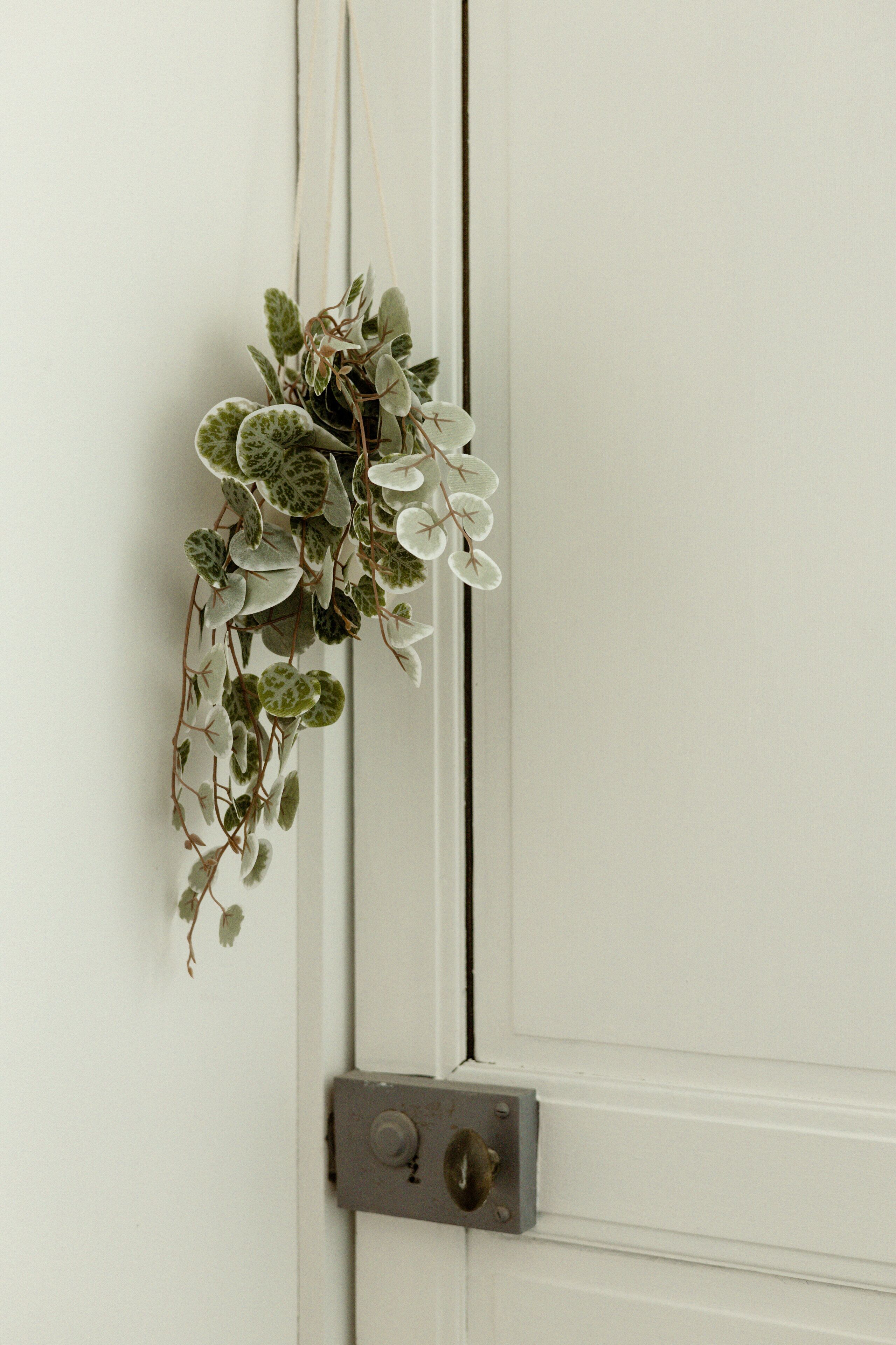 A white door with a metal handle and a small plant hanging on the door frame.