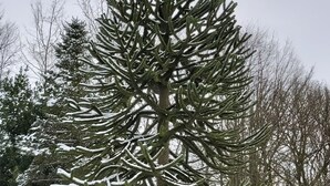 Een met sneeuw bedekte naaldboom in een tuin.